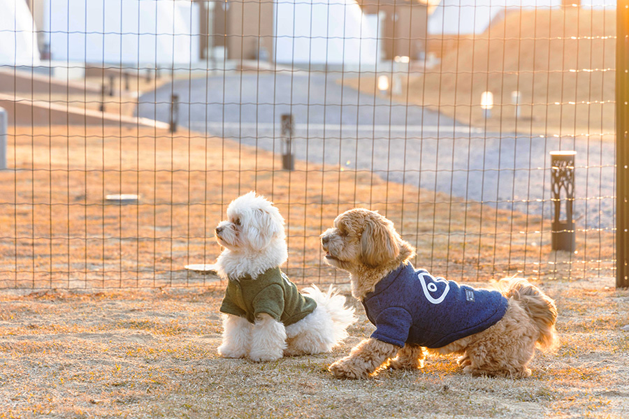 愛犬と一緒に過ごせるドームテント